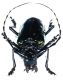 Anoplophora green3.jpg