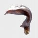 edeago-Crisimus-placidus-placidus.jpg