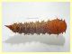 5 pupa 13 mm. - 26.9.2020 - (34).JPG
