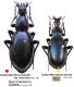 Carabus (Macrothorax) aumontii ssp..JPG