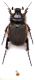 Pachypus  sp.5.JPG