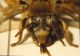 Tarsal 003 A.jpg