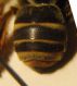 Tarsal 005 A.jpg