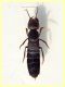 probabile Ocypus italicus 24 mm - Posta Fibreno dal 3 al 8.9.2020 - (1).JPG