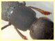 probabile Ocypus italicus 24 mm - Posta Fibreno dal 3 al 8.9.2020 - (4).JPG