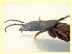 probabile Ocypus italicus 24 mm - Posta Fibreno dal 3 al 8.9.2020 - (9).JPG