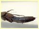probabile Ocypus italicus 24 mm - Posta Fibreno dal 3 al 8.9.2020 - (10).JPG