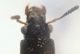 Phloeocharinae - testa.jpg