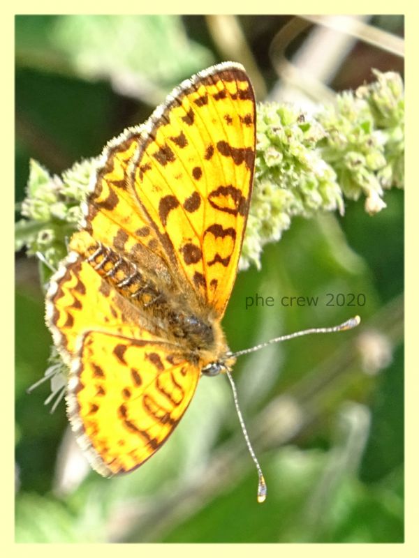 probabile Melitaea sp. - Posta Fibreno FR - dal 3 al 8.9.2020 - (1).JPG