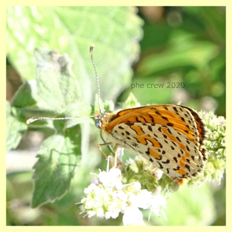 probabile Melitaea sp. - Posta Fibreno FR - dal 3 al 8.9.2020 - (2).JPG