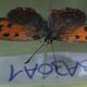 IMG_20201115_122614-min.jpg