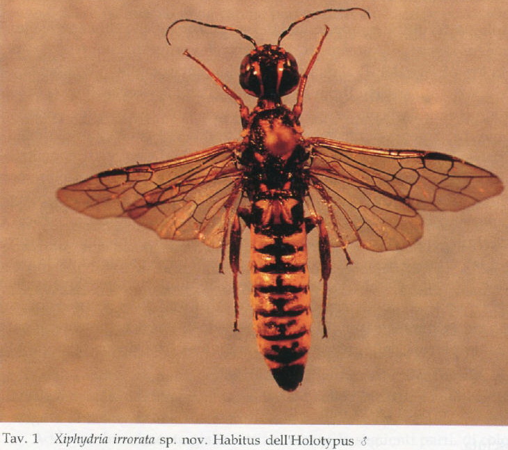 Xiphydria irrorata M - extrait de Pesarini 1995.jpg