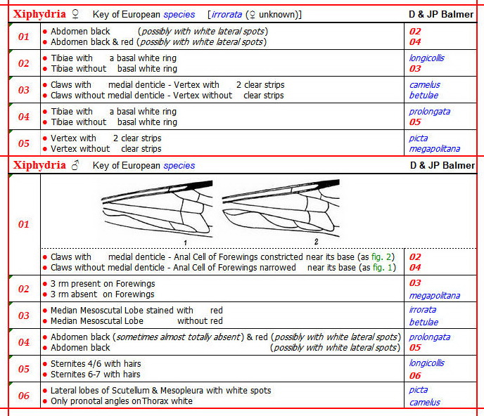 XIPHYDRIA  M & F - Clé des espèces Européennes au 22.06.20 - Image.jpg