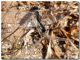 Selysiothemis nigra_Foce Modione_20 VII 2009.jpg