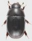 Hydrophilidae_Sperlonga_7-XI-2020_5mm_grey.jpg