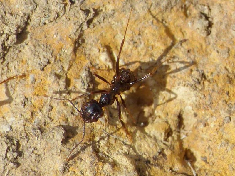 messor ibericus con  acari e.jpg