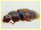 probabile Carpophilus zeaphilus -  4 mm. estroflesso - Posta Fibreno FR - dal 3 al 8.9.2020 - (2).JPG