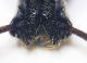Dodecastichus A.jpg