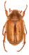 Amphimallon-ochraceum.jpg