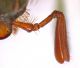 Amphimallon-ochraceum-antenna.jpg