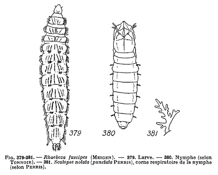 Rhaeboza fuscipes Meigen - Scatopsidae 2.jpg