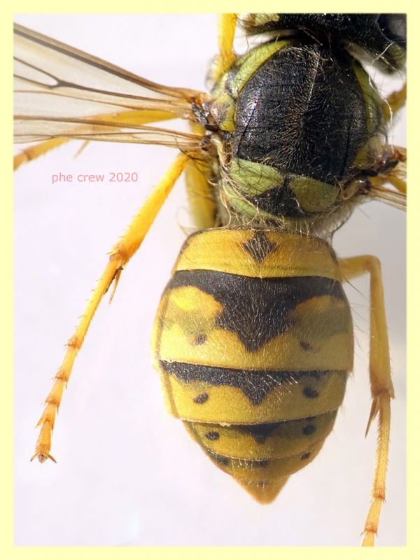 Vespidae corpo 10 mm. AA 22 mm. - Posta Fibreno FR dal 3 al 8.9.2020 - (7).JPG