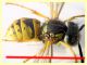 Vespidae corpo 10 mm. AA 22 mm. - Posta Fibreno FR dal 3 al 8.9.2020 - (18).JPG