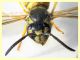 Vespidae corpo 10 mm. AA 22 mm. - Posta Fibreno FR dal 3 al 8.9.2020 - (13).JPG