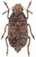 Araecerus fasciculatus.jpg