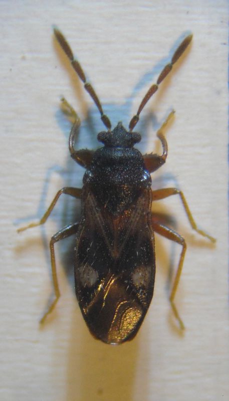 Tempyra biguttula 003 A.jpg