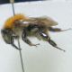 DSC01185.jpg
