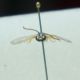 DSC01074.jpg