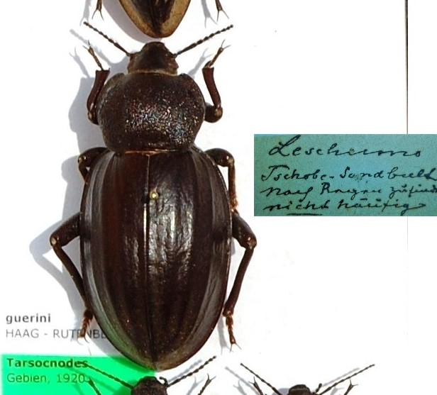 Tenebrionidae 4.JPG