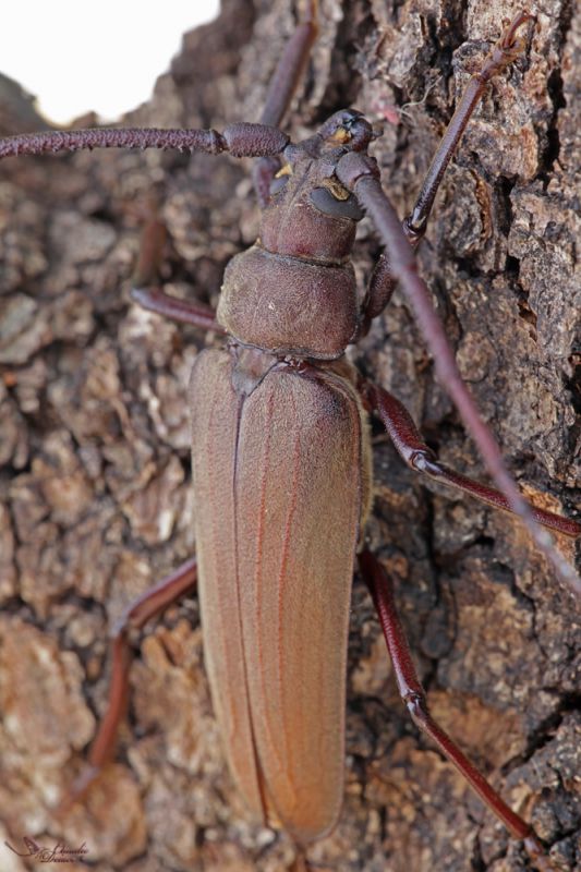 Aegosoma scabricorne_2-s.jpg