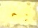 Mic.maurus edeago copia.jpg