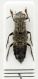 Ontholestes murinus-1H.jpg