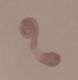 Atheta receptaculum f.jpg
