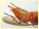 probabile Lauxaniidae 7 mm.  - Posta Fibreno FR - dal 3 al 8.9.2020 - (7).JPG