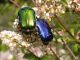 Monteflavio_10-VI-2007_f17.JPG