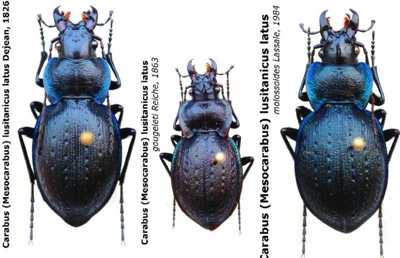 Carabus (Mesocarabus) lusitanicus ssp. - kopie.jpg