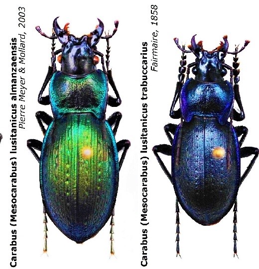 Carabus (Mesocarabus) lusitanicus ssp..jpg