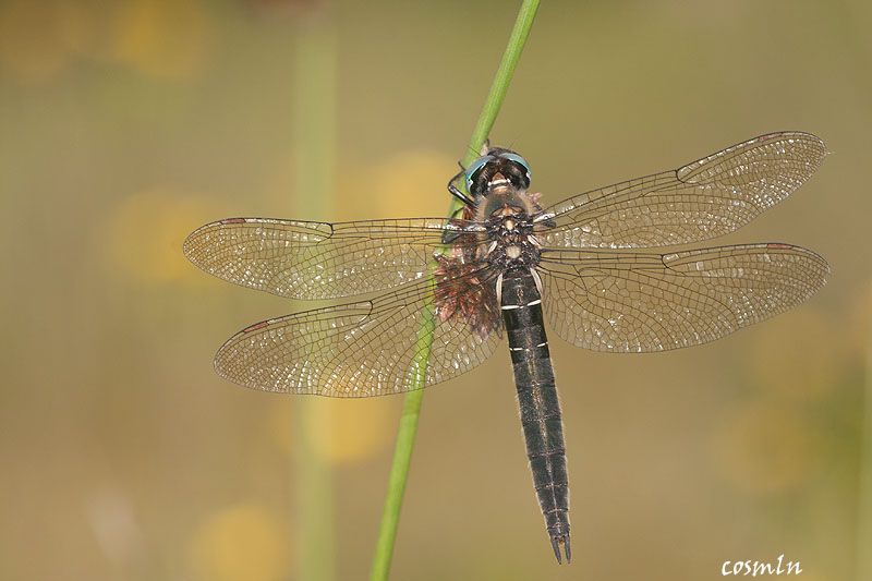 Somatochlora alpestris IMG_5410.jpg