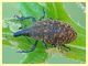 Larinus sp. - Posta Fibreno FR - dal 3 al 8.9.2020 - (3).JPG