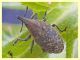 Larinus sp. - Posta Fibreno FR - dal 3 al 8.9.2020 - (6).JPG