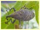 Larinus sp. - Posta Fibreno FR - dal 3 al 8.9.2020 - (10).JPG