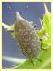 Larinus sp. - Posta Fibreno FR - dal 3 al 8.9.2020 - (26).JPG
