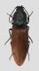 Comb3107-9zL6cr.jpg