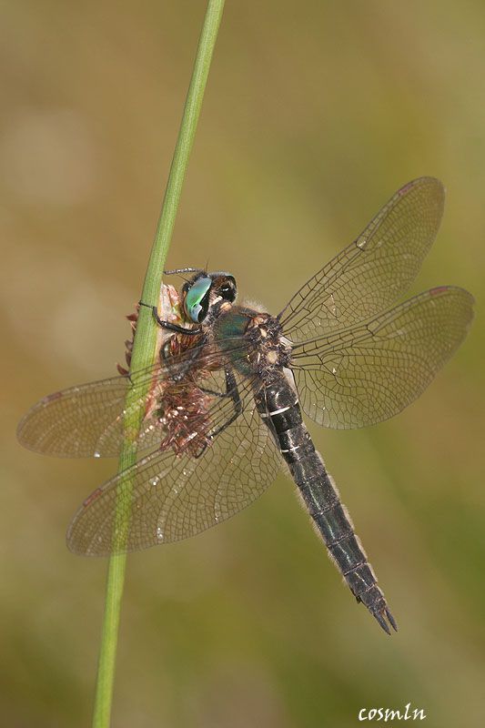 Somatochlora alpestris IMG_5415.jpg