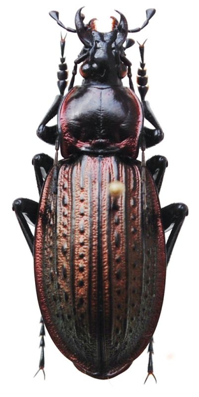 Carabus (Macrothorax) morbillosus lampedusae Born, 1906.JPG