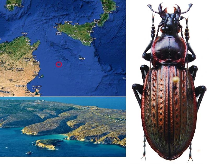 Carabus (Macrothorax) morbillosus lampedusae Born,  1906.jpg